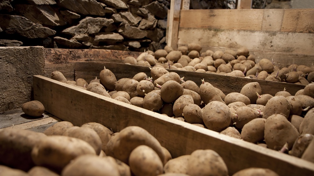 Jak uskladnit nové brambory?